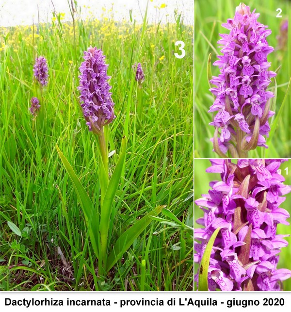 DACTYLORHIZA: immagini di una splendida orchidacea.